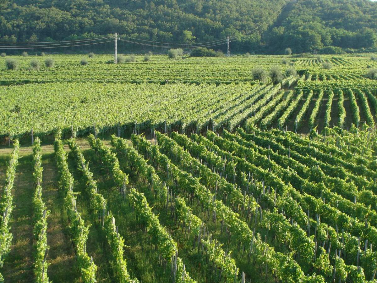 Il campo di Vrbnik